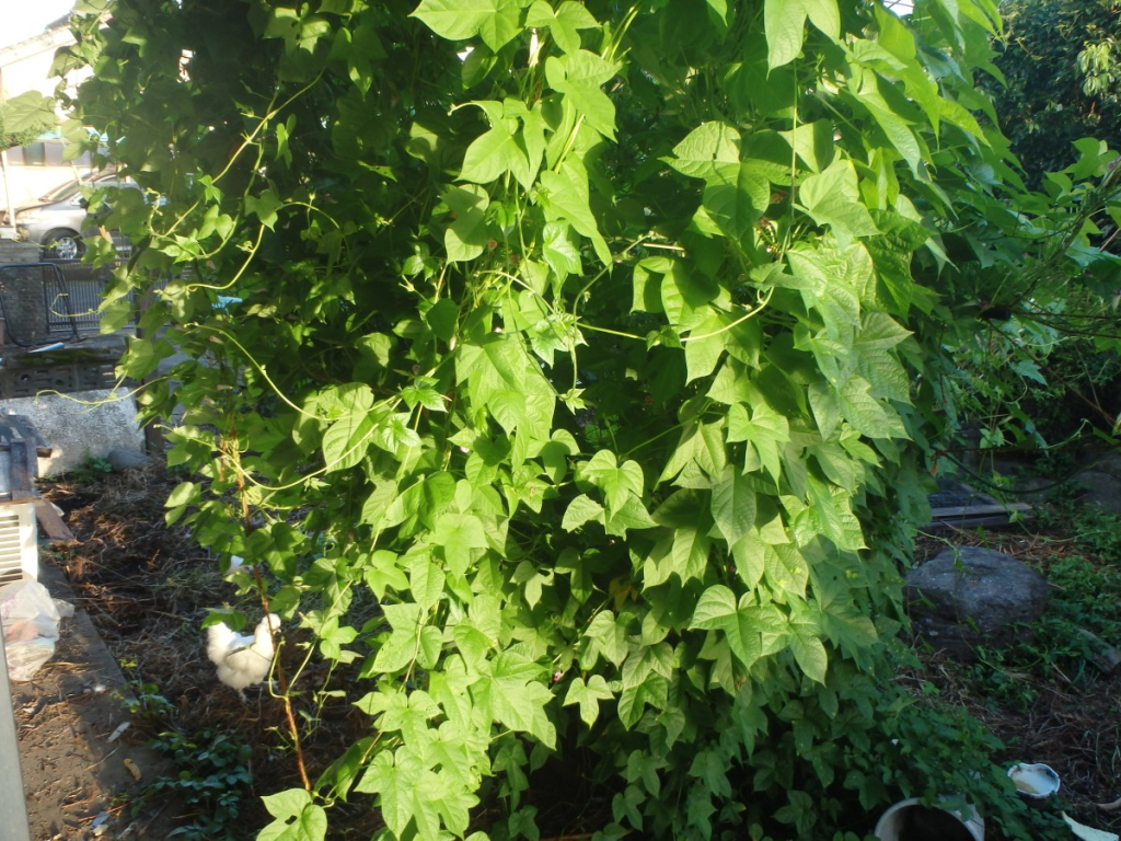 Another digital camera photo of the green curtain of morning glories that provide some protection from the heat on the Engawa windowed west-facing part of the house. This photo was taken just outside the house, standing by the window-sliding-doors.