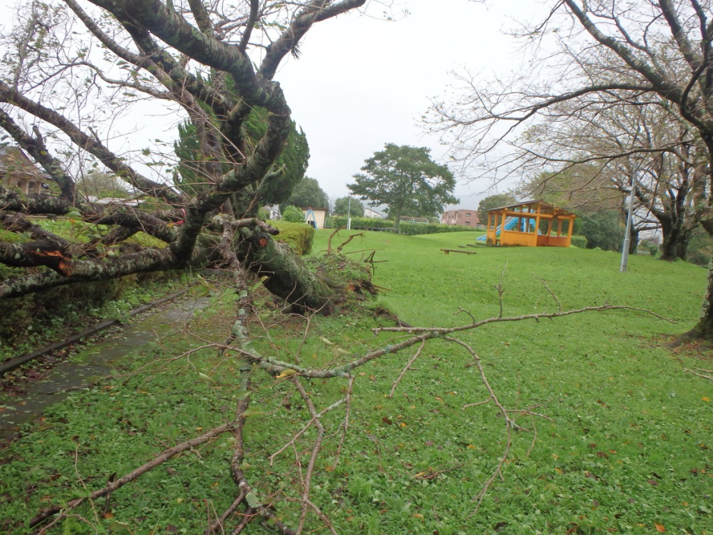 Fallen Cherry Tree in Hieda Park. Seen from among the branches looking past the upended roots toward the yellow cement pillars and roof area for benches, and the blue elephant sliding board past the yellow pillars.