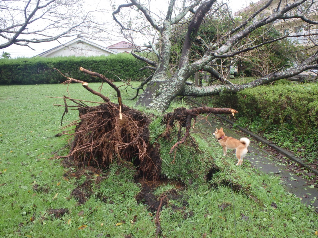 Fallen cherry blossom tree in Mimata's Hieda Park. Maron, a Shiba dog, is investigating the  upturned roots and fallen trunk.