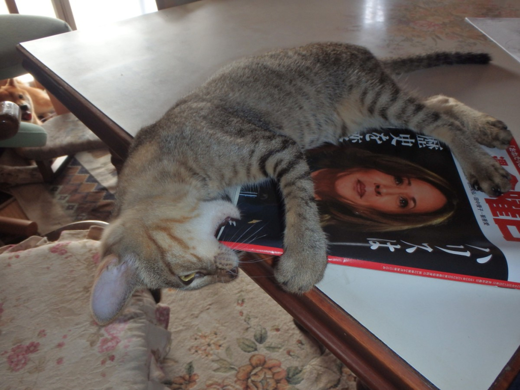 Digital Camera photo of a cat wrapped around and eating the biting the spine of the Japanese sponsor-free weekly magazine, Syukan Kinyobi, that has Kamala Harris's face on the cover. The cat and magazine are on a table, a napping Shiba dog looks while laying on the floor in the background.